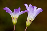 Side view of flowers