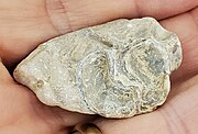 Oyster-encrusted Cremnoceramus deformis shell fragment