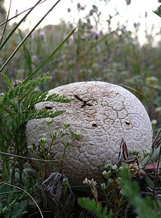 Ropliaodis kukurdvelkis (Calvatia utriformis)