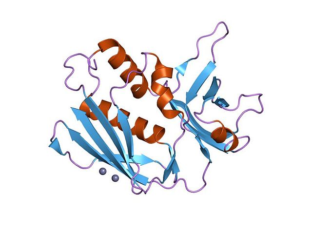 Staphylococcus aureus - Wikipedia