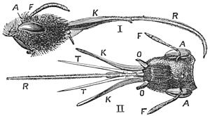 Head of Anthophora retusa