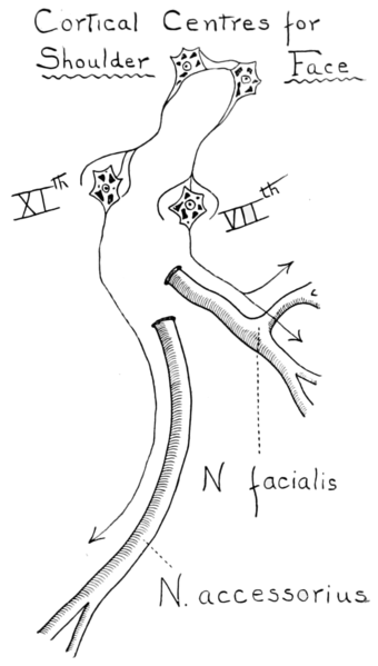 File:PSM V67 D327 Cortical centers for shoulder and face.png