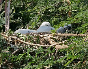 Downy chicks at nest in Uppalapadu