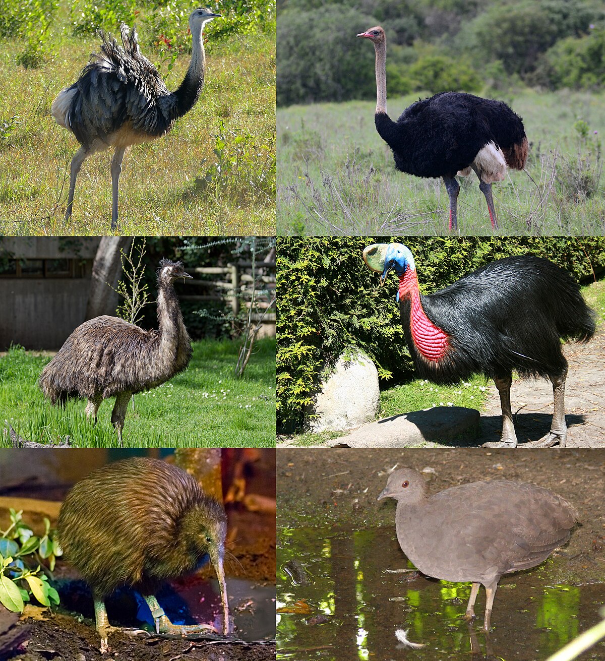 Top 9 Mysterious Birds – K-12 Education