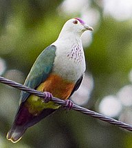 State Bird of Palau