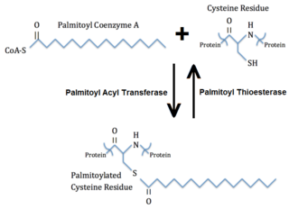 Palmitoylation enzymatic addition of the palmitoic acid residue to the protein aminoacid residue