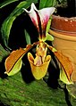 Paphiopedilum villosum var. annamense flower