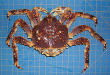 Paralithodes ornithorynque (crabe royal bleu) .jpg