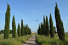 Parco di Centocelle cipressi.jpg