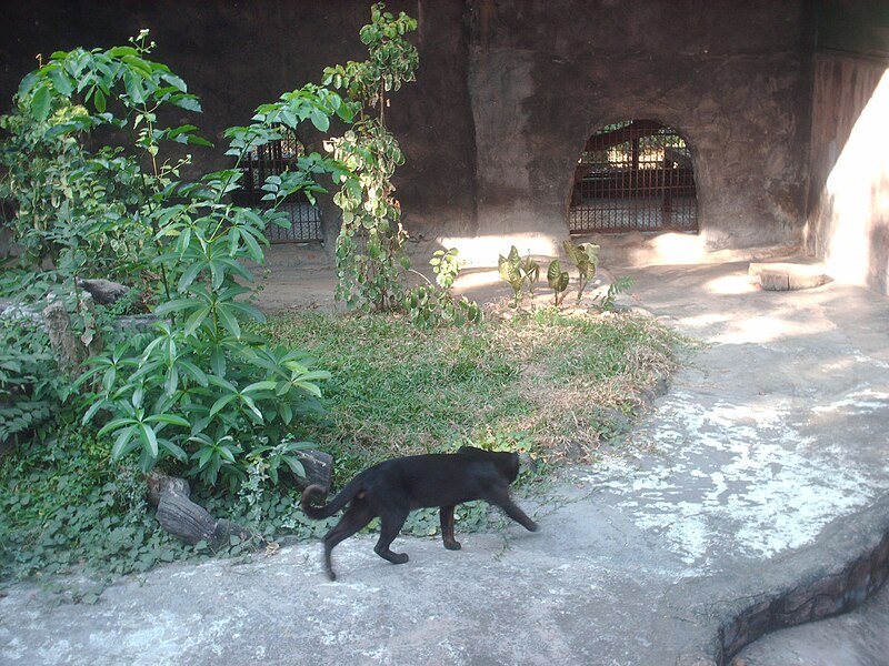 File:Pardofelis temminckii in Lao Zoo.jpg