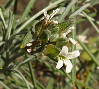 Parolinia ornata inflorescence.