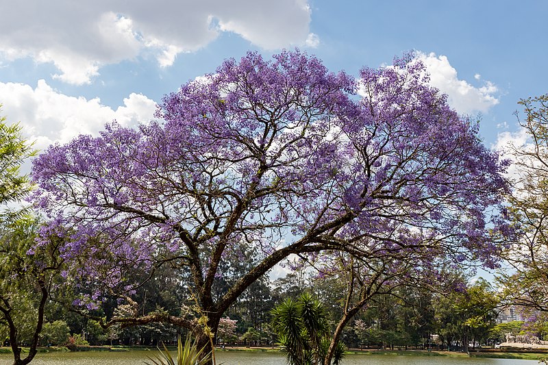 File:Parque do Ibirapuera São Paulo Ipê 2019-6282.jpg