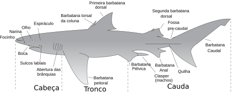 Tubarão – Wikipédia, a enciclopédia livre