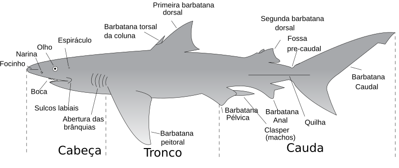 File:Parts of a shark-pt.svg