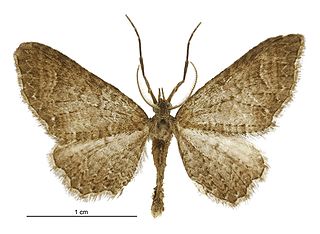 <i>Pasiphila heighwayi</i> Species of moth