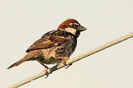 Moineau espagnol (Passer hispaniolensis), spécimen mâle.