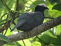 Patagioenas leucocephala Paloma Coroniblanca White-crowned Pigeon (14925700683).jpg