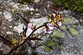 Pedicularis racemosa