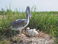 An adult brown pelican with a chick on a nest on Smith Island, Chesapeake Bay, Maryland, USA