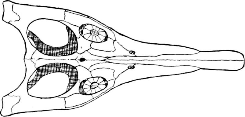 File:Peloneustes Skull Dorsal View - Extracted.png