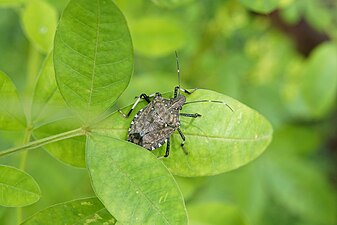 Halyomorpha