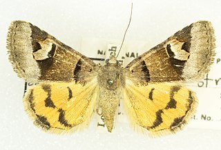 <i>Drasteria perplexa</i> Species of moth