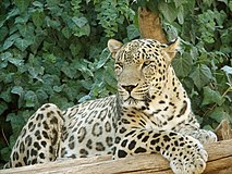 Persian Leopard sitting.jpg