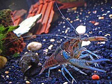 Pet-crayfish-(Clippy-II)-in-freshwater-aquarium-with-apple-snail.jpg