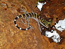 Peter's Bow parmaklı Gecko (Cyrtodactylus consobrinus) (8119055722) .jpg