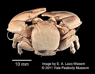 <i>Petrolisthes eriomerus</i> Species of crustacean