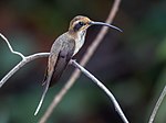 Thumbnail for Streak-throated hermit