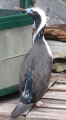 Kvithalsflekkskarv, frå Auckland Zoo Foto: Wikipedia-brukar HButt