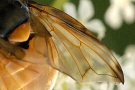 Phasia hemiptera wing detail