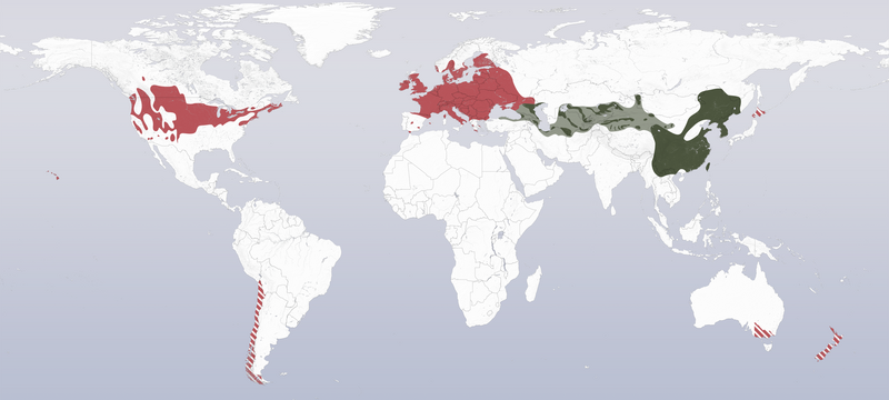 File:Phasianus colchicus distribution2.png