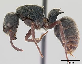 <i>Phrynoponera pulchella</i> Species of ant