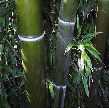 Phyllostachys