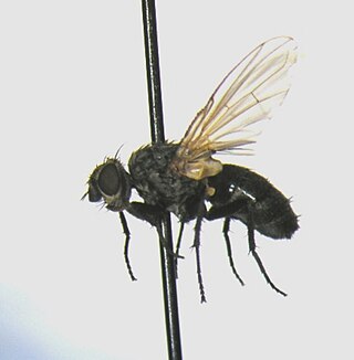 <i>Phytomyptera</i> Genus of flies