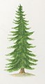 Illustration of Picea abies tree