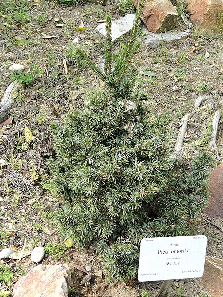 File:Picea omorika - Villa Carlotta (Tremezzo) - DSC02384.JPG