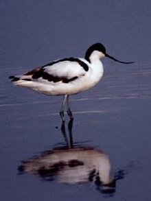 Pied avocet Pied Avocet.jpg