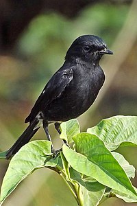 Pied Bushchat mâle (rognée) .jpg