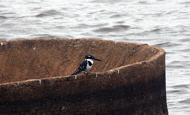 File:Pied Kingfisher (37450484144).jpg