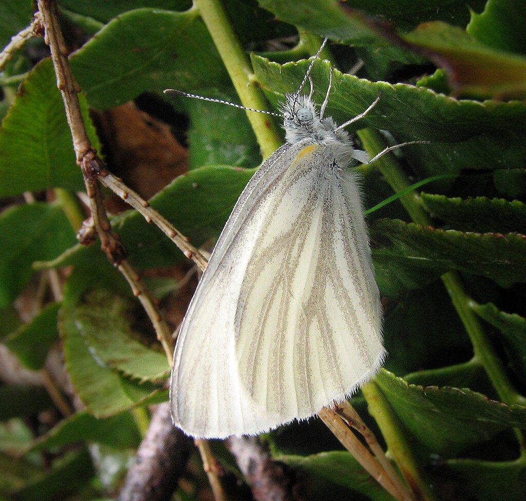 Pieris Virginiensis Butterfly