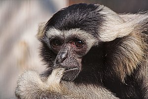 Pileated Gibbon (Hylobates pileatus).jpg