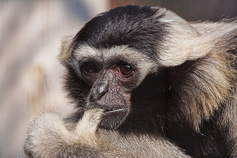 File:Pileated Gibbon (Hylobates pileatus).jpg