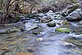 * Nomination Pinchgut Stream, Mount Thomas Forest Conservation Area --Podzemnik 01:24, 22 December 2019 (UTC) * Promotion  Support Good quality. --Steindy 01:38, 22 December 2019 (UTC)