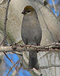 Thumbnail for File:Pine Grosbeak, female.jpg