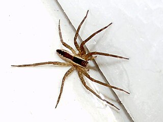 <i>Pisaurina brevipes</i> Species of spider