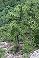 Tree, Pinnacle Rock, Connecticut