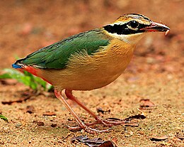 Barnasapkás pitta (Pitta brachyura)